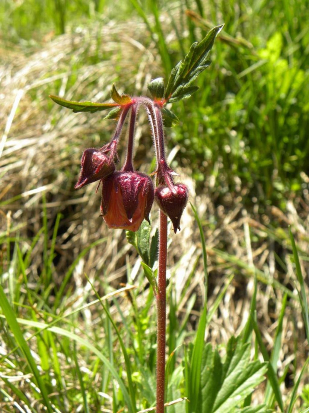 Geum rivale